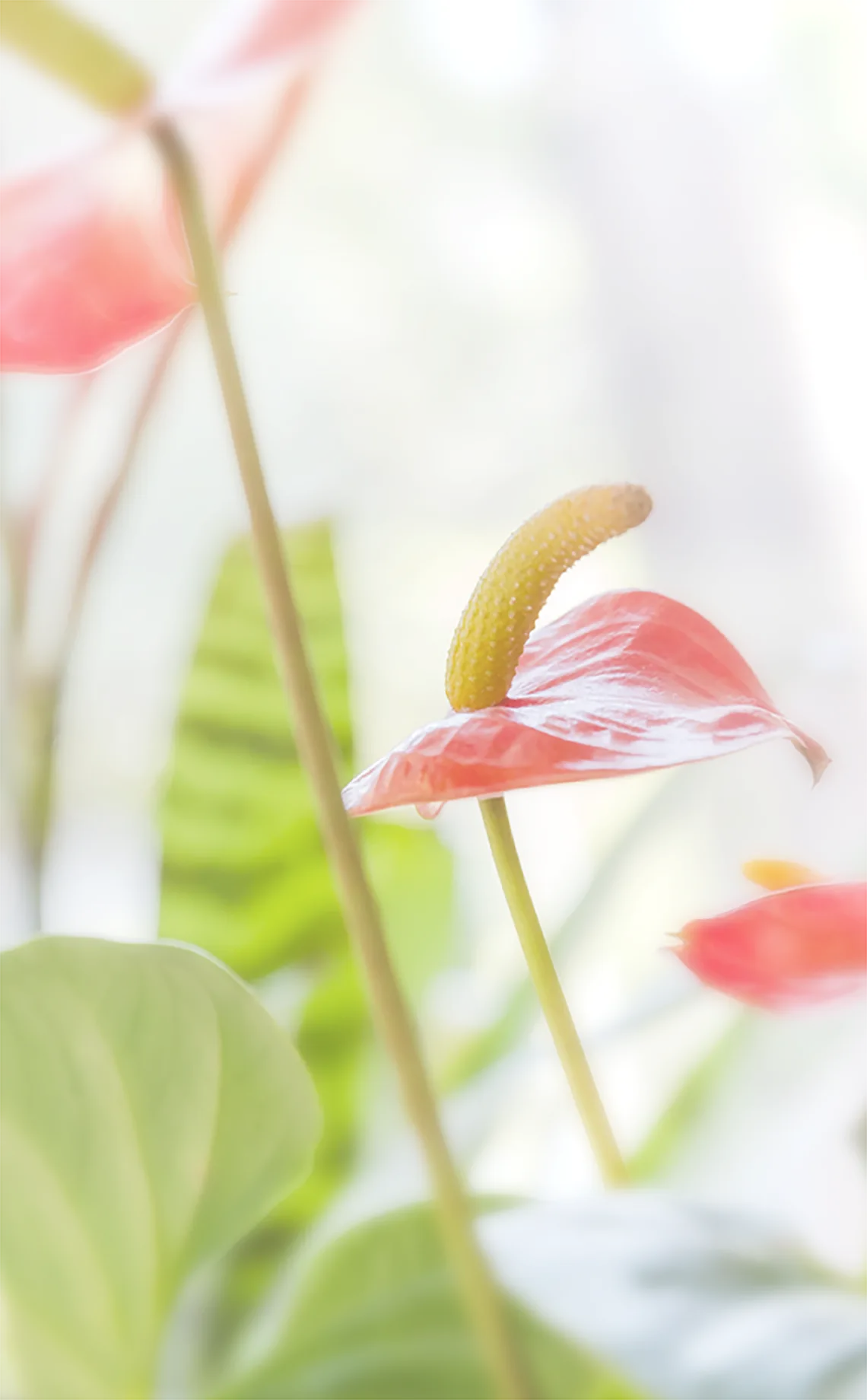 ビューティー＆ヘルスケアで幸せなライフスタイルを創る